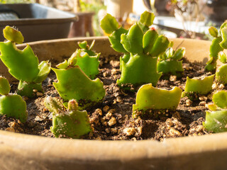 Christmas cactus small plants closeup view