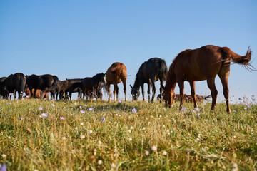 Fototapeta premium Herd of horses in the field mammals animals landscape