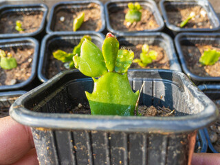 schlumbergera christmas cactus plant ready for giving away as a gift
