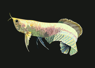 Albino silver arowana,rare, exotic fish, freswater fish,  vector