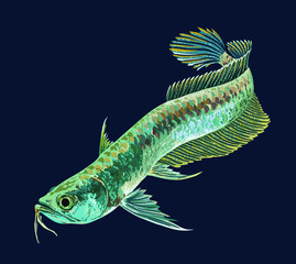 Silver arowana fish, beautiful fish, freshwater fish, predator, vector
