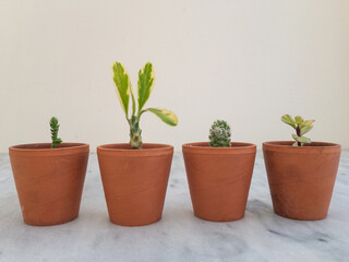 Beautiful succulents plants in a small terracotta pots with marble floor and wall in background