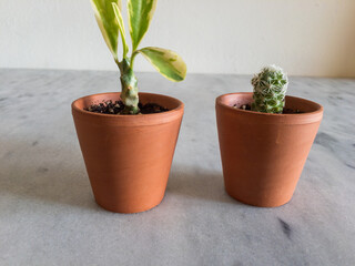Succulents and cactus in a miniature clay pots