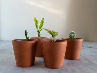 Miniature succulents and cactus plants