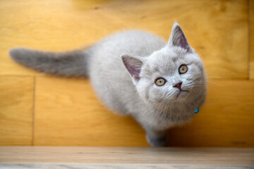 naughty kitten sitting on wooden floor and looking up, lilac british shorthair cat, view from above Focus on the cat's head and face. - obrazy, fototapety, plakaty