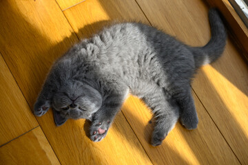 Kitten lying on her stomach with hands on her head, very funny and cute position, Blue British Shorthair cat sleeping on wooden floor in room.