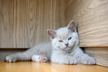 A sleepy kitten blinks and sleeps in the corner, a lilac-colored British Shorthair cat sleeps on a wooden floor. full front view Cute and beautiful kittens, good pedigree.