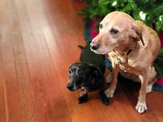 golden retriever puppy