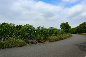 the road in the park