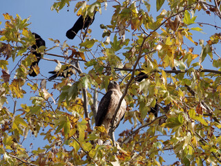 A hawk in the sycamore tree with some crows around under autumn sky