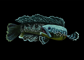 Channa asiatica. whitespot,beautiful fish, large, vector