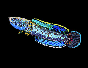 Rainbow snakehead,channa bleheri, male,exotic fish,dwarf snakehead,vector