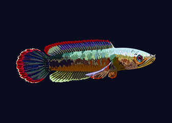 Ceylon snakehead,channa orientalis,exotic fish,fresh water fish, vector - obrazy, fototapety, plakaty