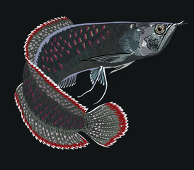 Black arowana fish, exotic fish, rare fish, most exvensive arowana fish, vector