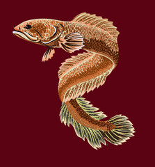 Dragon snakehead fish, new species,exotic fish, long body, vector