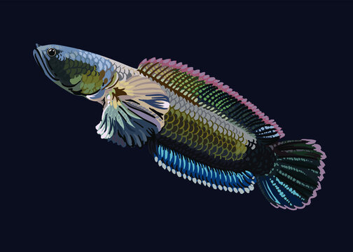 Channa limbata,dwarf snakehead,local snakehead,agresive ,vector
