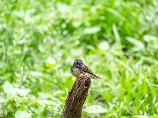 Scrub Wren On Stump