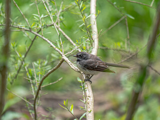 White Browed Scrub Wren Side On
