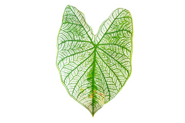 tropical leaves with autumn leaves isolated on white background.