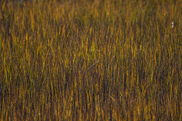 Salt Marsh Background 1