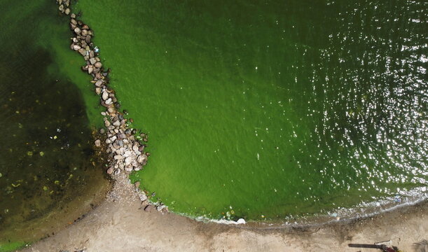 Algae fed by pollution carpet Venezuela's Lake Maracaibo in green