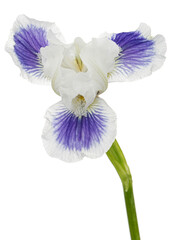 Blue white striped flower of iris, isolated on white background