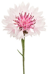 White-pink flower of cornflower, lat. Centaurea, isolated on white background