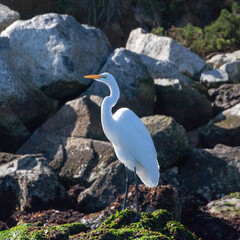 White Egret in Elkhorn Slough standing on green kelp rock at Moss Landing north of Monterey on the central coast of California United States