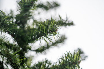 detalle de árbolito artificial de navidad verde sin adornos y fondo blanco
