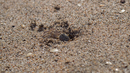 Fototapeta na wymiar beautiful crab that camouflages itself with the sand of the sea