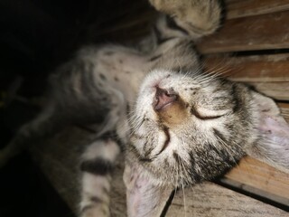 Funny cat