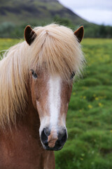 Obraz premium portrait of a horse