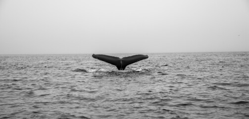 Naklejka premium Whale tail