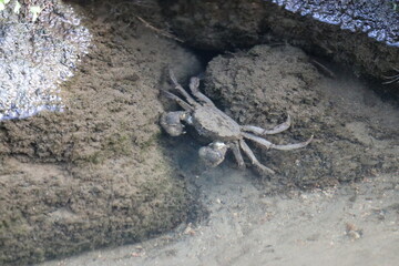 Mitten crab living in the Japanese river. 淡水域に生息するモクズガニの姿。