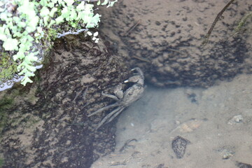 Mitten crab living in the Japanese river