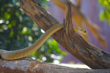 Obraz premium snake in the tree