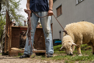 Low section of unknown caucasian man farmer holding lamb or sheep on the rope tied at farm outdoor in front of house in summer day selective focus - Powered by Adobe
