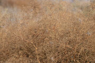 close up of dried plants in autumn