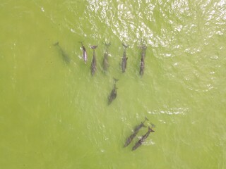 dolphin pod © Dakota