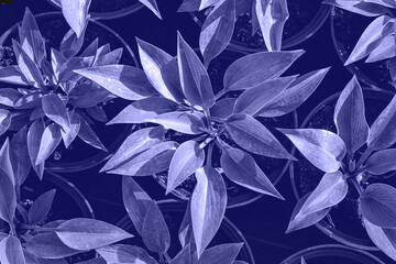 Color Of The Year 2022 - Very Peri.