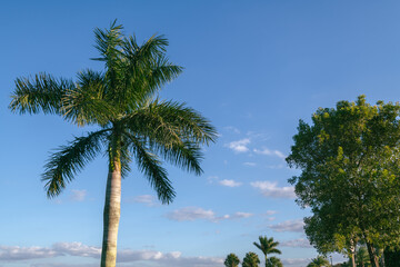 Fototapeta na wymiar Palm trees sky background in Bonita Springs, Florida