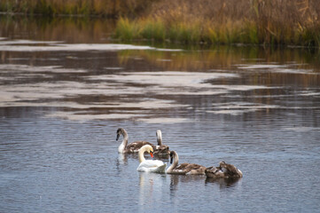 a swan with chicks swims on a pond in autumn