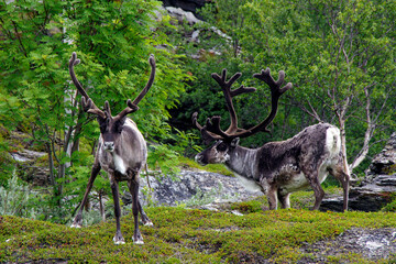 Reindeers, Finnmark, Norway. 