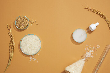 Top view of rice and wheat extract in petri dish and transparent podium for cosmetic advertising...