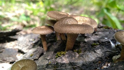 mushrooms in the forest