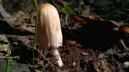 mushrooms in the forest