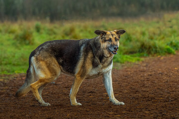2021-12-08 A SENIOR GERMAN SHEPARD DOG WALKING THROUGH A DOG PARK ON A BEAUTY BARK PATH WITH THE BACKGROUND BLURRED OUT 