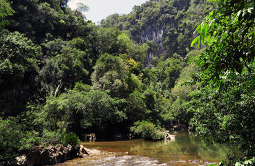 Obraz premium Bosque Tropical