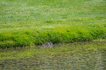 Grass lawn grows to edge of pond