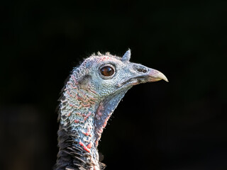 Close up portrait view of a female turkey. The texture of the skin and colors are vivid.